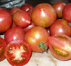 Tomate Malinowa Zébra Kozula 133