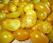 Tomate Ildi Gold