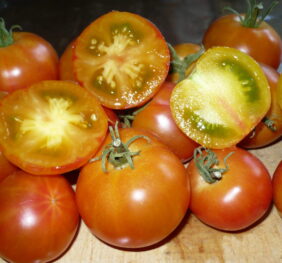 Tomate Joyaux d’Oaxaca