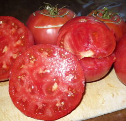 Tomate 1884