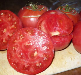 Tomate 1884