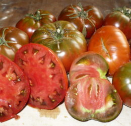 Tomate Cherokee Chocolat