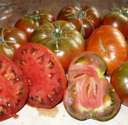 Tomate Cherokee Chocolat