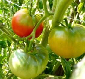 Tomate Rose de Berne