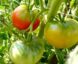 Tomate Rose de Berne