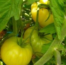 Tomate Beauté Blanche