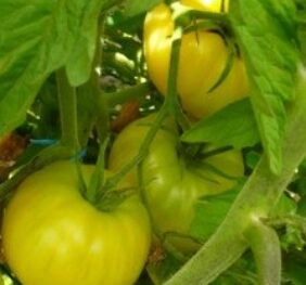 Tomate Beauté Blanche