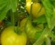 Tomate Beauté Blanche