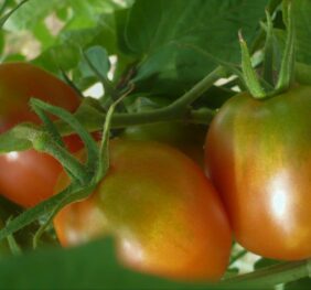 Tomate de Berao