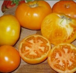 Tomate La Carotina :