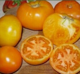 Tomate La Carotina :