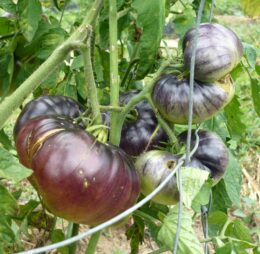 Tomate Pink Siberian Tiger :