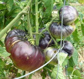 Tomate Pink Siberian Tiger :