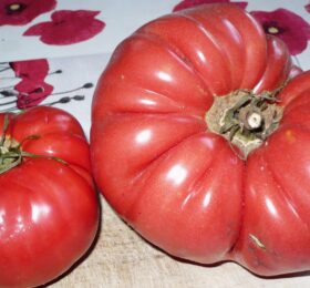 Tomate Sainte Colombe :