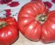 Tomate Sainte Colombe :