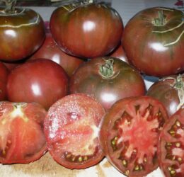 Tomate Agata Noire :