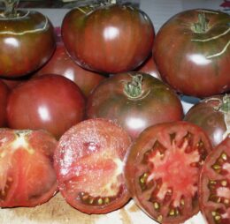 Tomate Agata Noire :