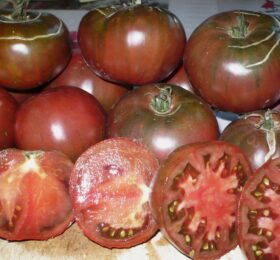 Tomate Agata Noire :