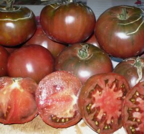 Tomate Agata Noire :