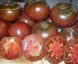 Tomate Agata Noire :