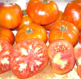 Tomate Anawine :