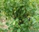 Tomate Bajaja :