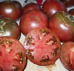 Tomate Black From Tula :