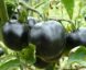 Tomate Blue Fire :