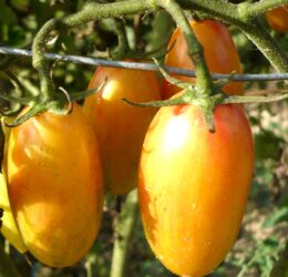 Tomate Blush Tiger :