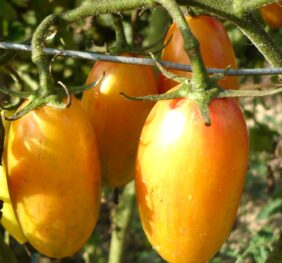 Tomate Blush Tiger :