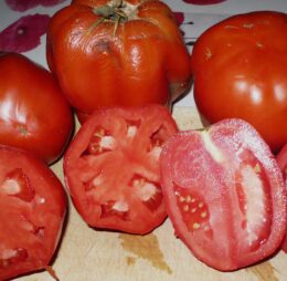 Tomate dite Carrée du Lot et Garonne :