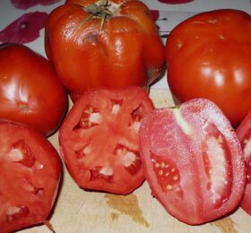 Tomate dite Carrée du Lot et Garonne :