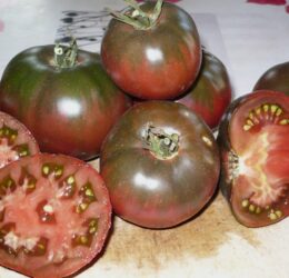 Tomate Charbonnière du Berry :