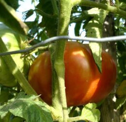 Tomate Cœur de Tibet :