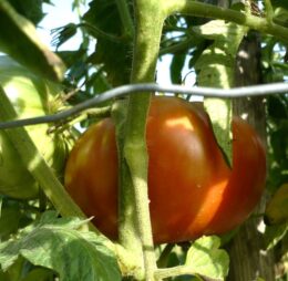 Tomate Cœur de Tibet :