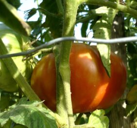 Tomate Cœur de Tibet :