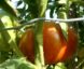 Tomate Cœur de Tibet :