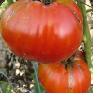 Tomate rouge de Corse :