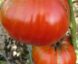 Tomate rouge de Corse :