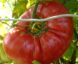 Tomate Dwarf Champion :