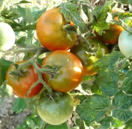 Tomate Dwarf Wild Fred :