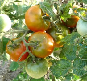 Tomate Dwarf Wild Fred :