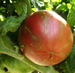 Tomate Dwarf Metallica :