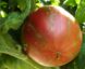 Tomate Dwarf Metallica :