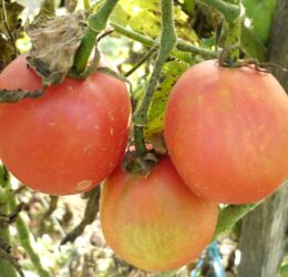 Tomate Pêche Rose Vilmorin :