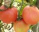 Tomate Pêche Rose Vilmorin :