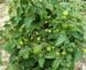Tomate Tiny Tim :
