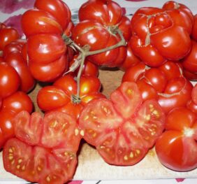 Tomate Voyage :