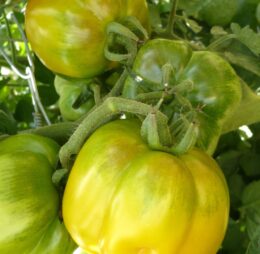 Tomate Yellow Stuffer :