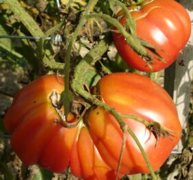 Tomate Zapotec Pink Pleated :